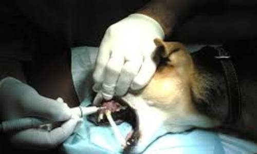 Veterinary Dentist
