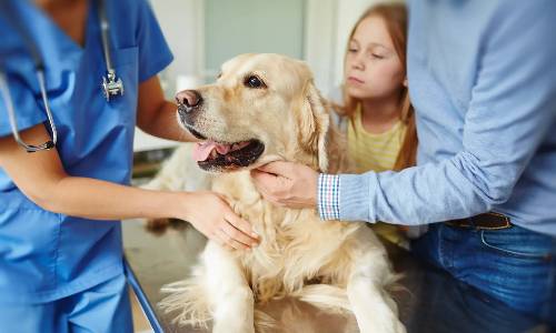 General Physician