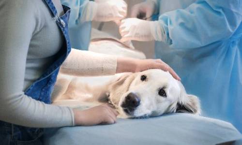 Veterinary Surgeon